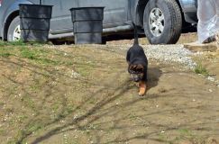 Nom du fichier=chien-mai2012-05019.jpg
Taille du fichier=288Ko
Dimensions : 1200x795
Ajouté le : 04 Mai 2012 chien-mai2012-05019.jpg