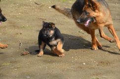 Nom du fichier=chien-mai2012-05026.jpg
Taille du fichier=196Ko
Dimensions : 1200x795
Ajouté le : 04 Mai 2012 chien-mai2012-05026.jpg