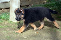 Nom du fichier=chien-mai2012-05027.jpg
Taille du fichier=221Ko
Dimensions : 1200x795
Ajouté le : 04 Mai 2012 chien-mai2012-05027.jpg