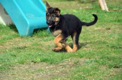 Nom du fichier=chien-mai2012-05032.jpg
Taille du fichier=237Ko
Dimensions : 1200x795
Ajouté le : 04 Mai 2012 chien-mai2012-05032.jpg