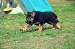 Nom du fichier=chien-mai2012-05033.jpg
Taille du fichier=221Ko
Dimensions : 1200x795
Ajouté le : 04 Mai 2012 chien-mai2012-05033.jpg