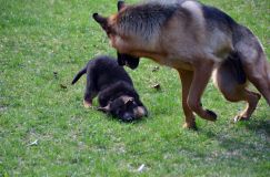Nom du fichier=chien-mai2012-05043.jpg
Taille du fichier=256Ko
Dimensions : 1200x795
Ajouté le : 04 Mai 2012 chien-mai2012-05043.jpg