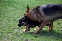Nom du fichier=chien-mai2012-05044.jpg
Taille du fichier=245Ko
Dimensions : 1200x795
Ajouté le : 04 Mai 2012 chien-mai2012-05044.jpg