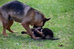 Nom du fichier=chien-mai2012-05045.jpg
Taille du fichier=262Ko
Dimensions : 1200x795
Ajouté le : 04 Mai 2012 chien-mai2012-05045.jpg