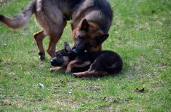 Nom du fichier=chien-mai2012-05046.jpg
Taille du fichier=268Ko
Dimensions : 1200x795
Ajouté le : 04 Mai 2012 chien-mai2012-05046.jpg