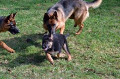 Nom du fichier=chien-mai2012-05048.jpg
Taille du fichier=372Ko
Dimensions : 1200x795
Ajouté le : 04 Mai 2012 chien-mai2012-05048.jpg