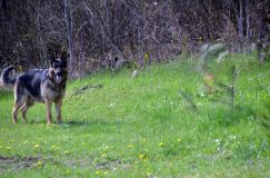 Nom du fichier=chien-mai2012-05052.jpg
Taille du fichier=284Ko
Dimensions : 1200x795
Ajouté le : 04 Mai 2012 chien-mai2012-05052.jpg
