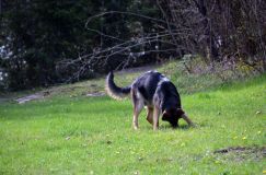 Nom du fichier=chien-mai2012-05053.jpg
Taille du fichier=243Ko
Dimensions : 1200x795
Ajouté le : 04 Mai 2012 chien-mai2012-05053.jpg
