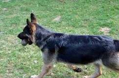 Nom du fichier=chien-mai2012-05054.jpg
Taille du fichier=229Ko
Dimensions : 1200x795
Ajouté le : 04 Mai 2012 chien-mai2012-05054.jpg