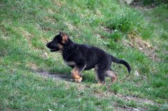 Nom du fichier=chien-mai2012-05056.jpg
Taille du fichier=306Ko
Dimensions : 1200x795
Ajouté le : 04 Mai 2012 chien-mai2012-05056.jpg