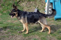 Nom du fichier=chien-mai2012-05058.jpg
Taille du fichier=337Ko
Dimensions : 1200x795
Ajouté le : 04 Mai 2012 chien-mai2012-05058.jpg