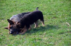 Nom du fichier=chien-mai2012-05062.jpg
Taille du fichier=290Ko
Dimensions : 1200x795
Ajouté le : 04 Mai 2012 chien-mai2012-05062.jpg