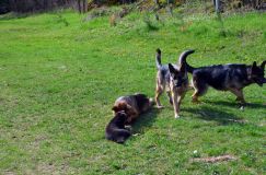 Nom du fichier=chien-mai2012-05063.jpg
Taille du fichier=379Ko
Dimensions : 1200x795
Ajouté le : 04 Mai 2012 chien-mai2012-05063.jpg