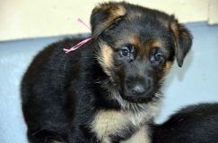 Nom du fichier=chien11-fevrier-2012002.jpg
Taille du fichier=113Ko
Dimensions : 1200x795
Ajouté le : 11 Février 2012 chien11-fevrier-2012002.jpg