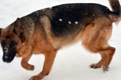 chien11-fevrier-2012008.jpg