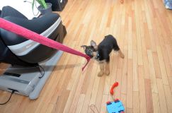 chien16fev-12-010.jpg