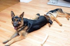 Nom du fichier=chienbergerallemand-mai2012-02001.jpg
Taille du fichier=175Ko
Dimensions : 1200x795
Ajouté le : 02 Mai 2012 chienbergerallemand-mai2012-02001.jpg