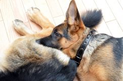 Nom du fichier=chienbergerallemand-mai2012-02003.jpg
Taille du fichier=235Ko
Dimensions : 1200x795
Ajouté le : 02 Mai 2012 chienbergerallemand-mai2012-02003.jpg
