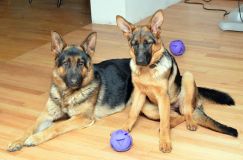 chienbergerallemand-mai2012-02004.jpg