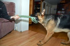 chiens2013-janv-13003.jpg