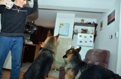 chiens2013-janv-13007.jpg