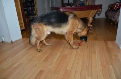 chiens2013-janv-13009.jpg