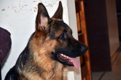 chiens2013-janv-13020.jpg