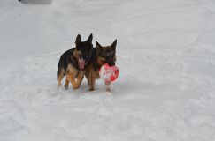 chiens25fev2012011.jpg