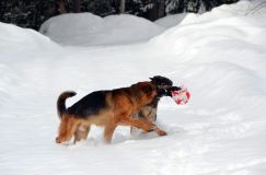 chiens25fev2012020.jpg