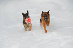 chiens25fev2012021.jpg