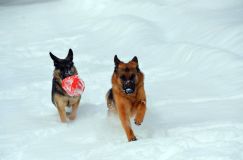 chiens25fev2012022.jpg