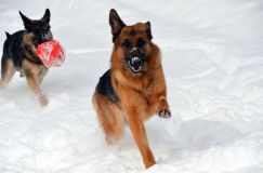 chiens25fev2012023.jpg