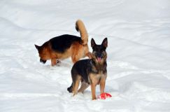 chiens25fev2012025.jpg