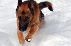 chiens25fev2012026.jpg