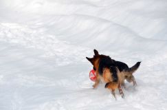 chiens25fev2012029.jpg