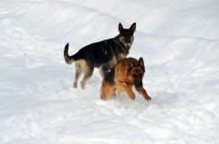 chiens25fev2012030.jpg