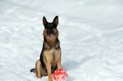 chiens25fev2012032.jpg