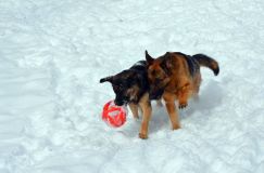 chiens25fev2012034.jpg