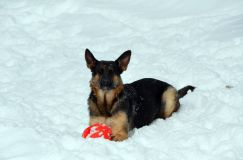 chiens25fev2012035.jpg