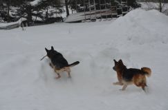 chiensbergerallemand-14janv-2012001.jpg