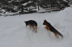 chiensbergerallemand-14janv-2012002.jpg