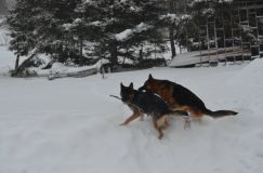 chiensbergerallemand-14janv-2012003.jpg