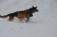 chiensbergerallemand-14janv-2012004.jpg