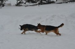 chiensbergerallemand-14janv-2012005.jpg