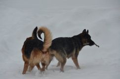 chiensbergerallemand-14janv-2012006.jpg