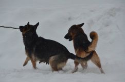 chiensbergerallemand-14janv-2012007.jpg