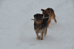 chiensbergerallemand-14janv-2012008.jpg