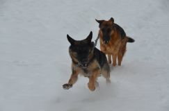 chiensbergerallemand-14janv-2012009.jpg