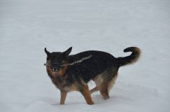 chiensbergerallemand-14janv-2012010.jpg