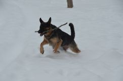 chiensbergerallemand-14janv-2012012.jpg